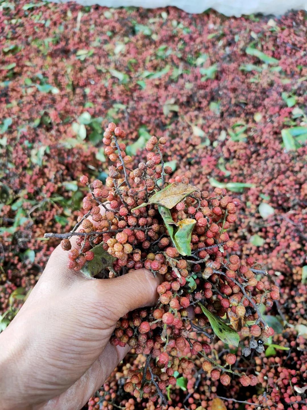 农村人创业逆袭的案例有哪些,乡村创业必须具备的几个条件