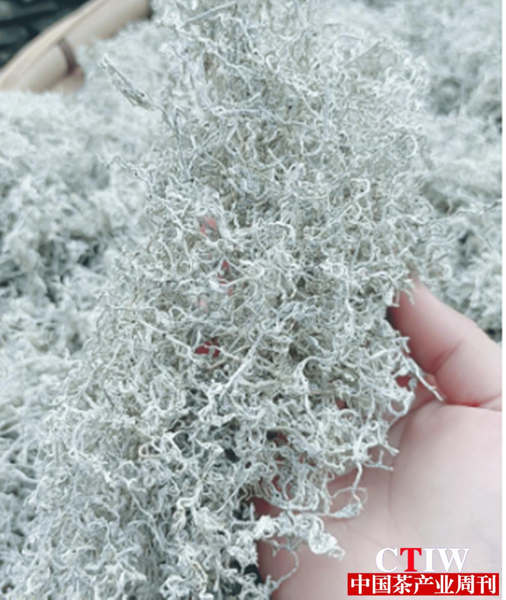 振兴乡镇：湘西雪茶——利咽护嗓甘甜芳香