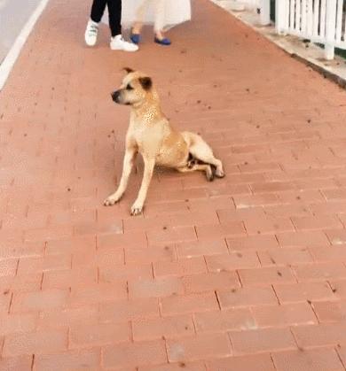 最好看的狗狗金毛,盘点最礼貌的狗狗金毛