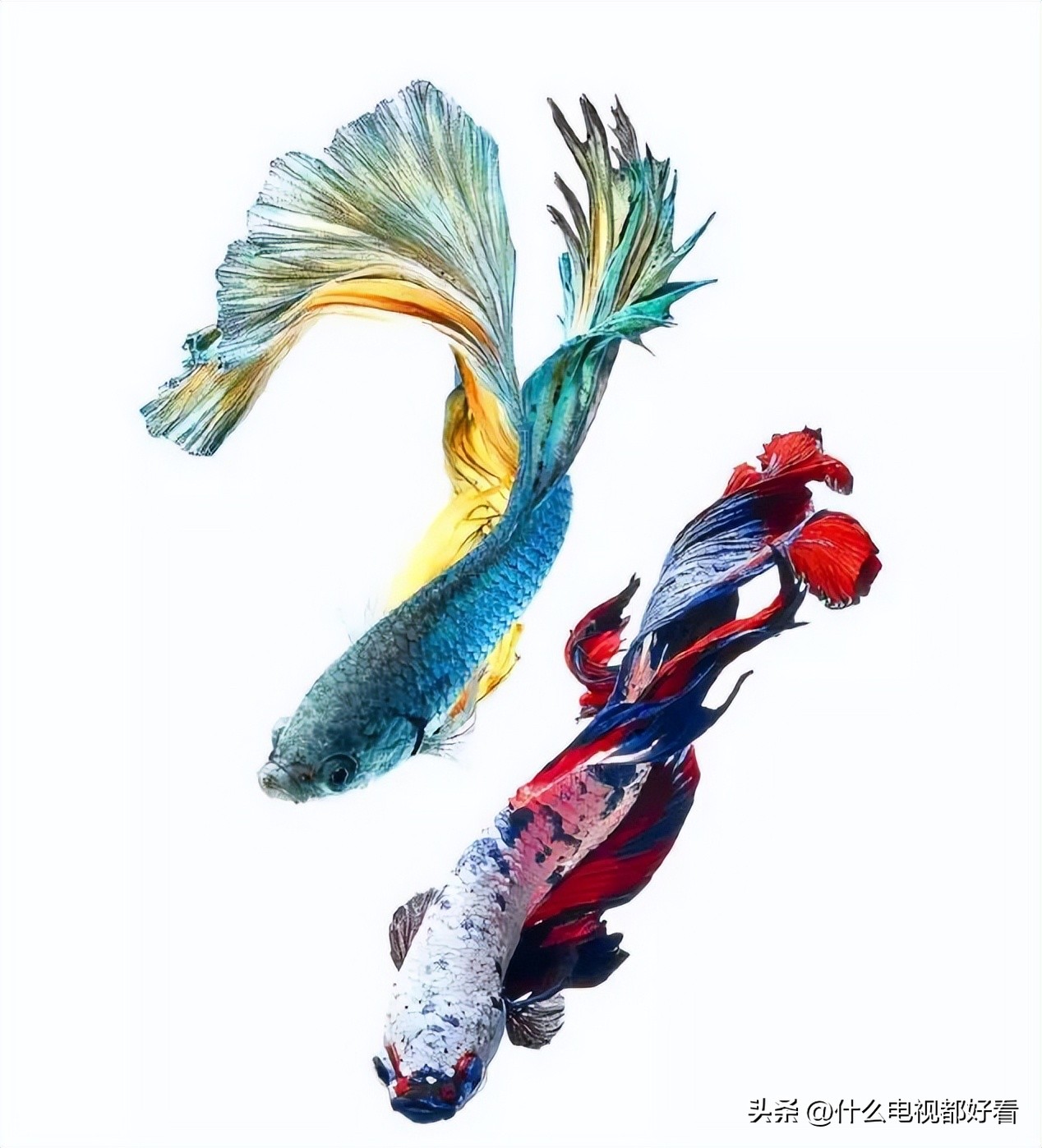 观赏鱼冬天怎么养能活,冬天鱼在鱼缸怎么办