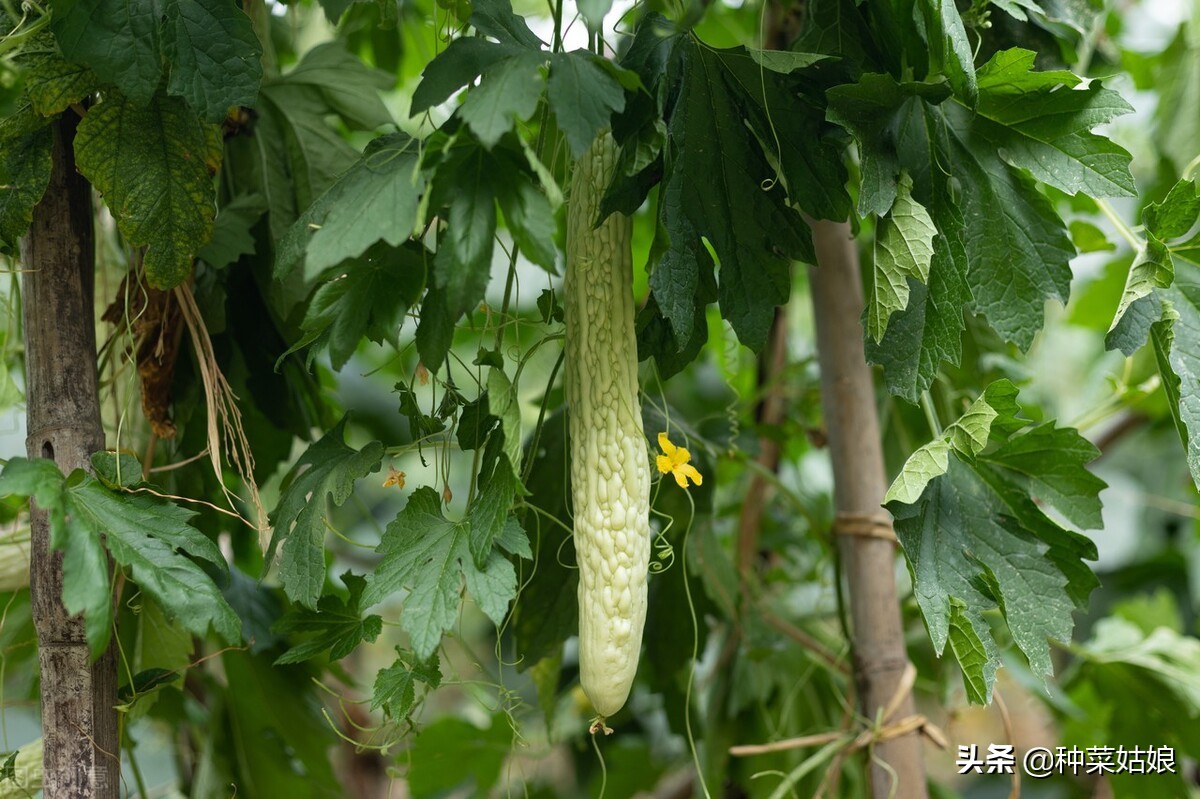 丝瓜苦瓜怎么管理,丝瓜苦瓜几天浇一次水