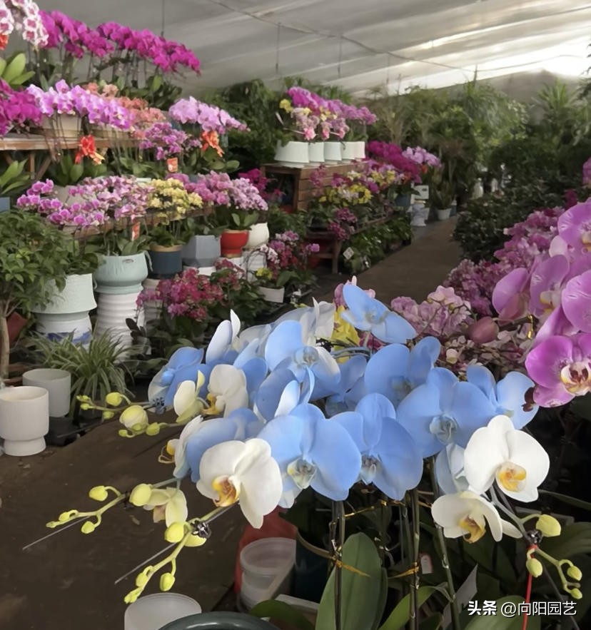 花卉生意有多少利润,花卉生意好做吗赚钱吗