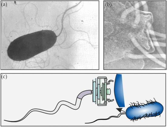 仿生推进器方案,如何制作推进器