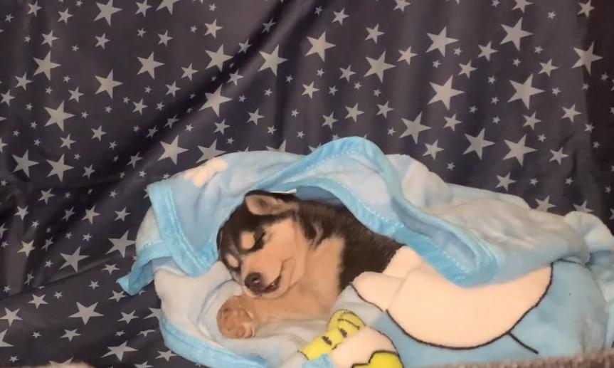 因为6000治疗费被抛弃的哈士奇，历经10个月，它已经成为纯纯二哈