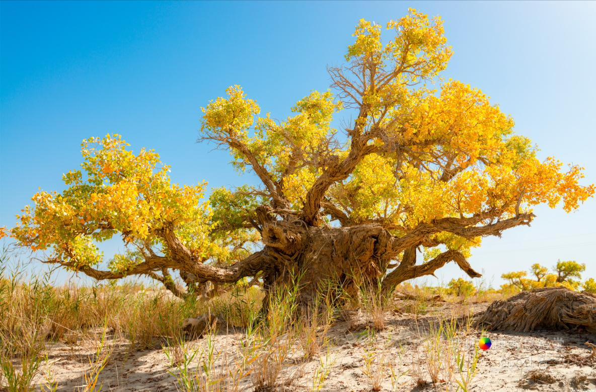 女司机带娃去新疆自驾游,带着女司机自驾游兰州