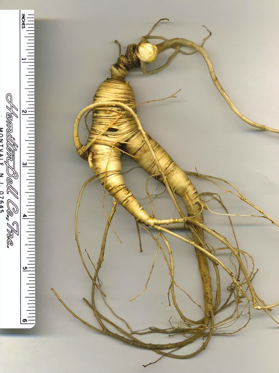 美国西洋参和中国西洋参有啥区别,美国产的西洋参好处是什么