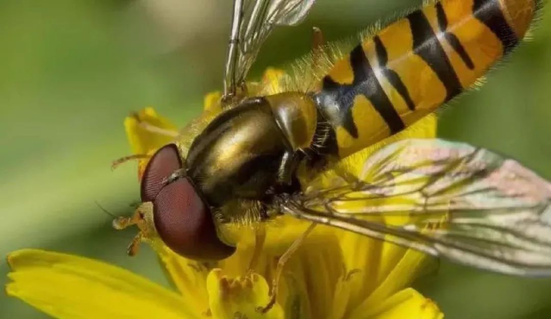 还有哪些益虫会捉哪些虫子,吃害虫最多的益虫是什么虫子