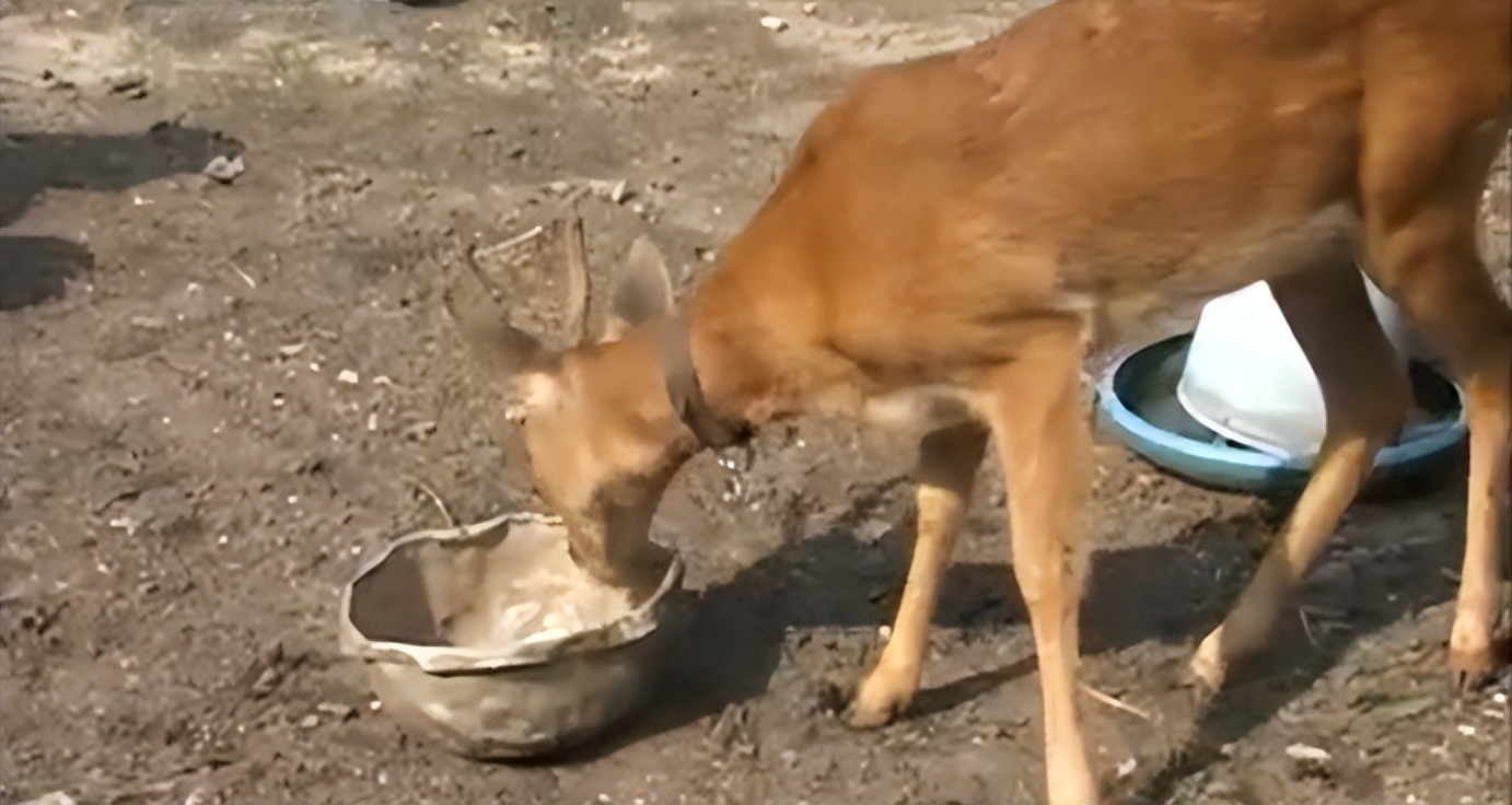 吉林男子救助傻狍子,吉林男子救助动物
