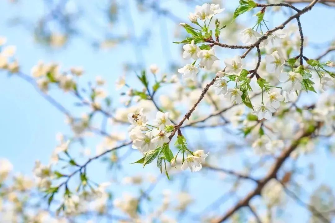 雨樱也浪漫！浙工大美美美！