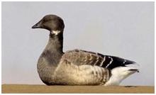 鸟类在分类学中统称为什么,鸟纲分类总表