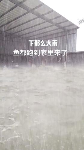 暴雨后广西老叔家里游进一群“食人鲳”，老叔懵圈：不知道哪来的