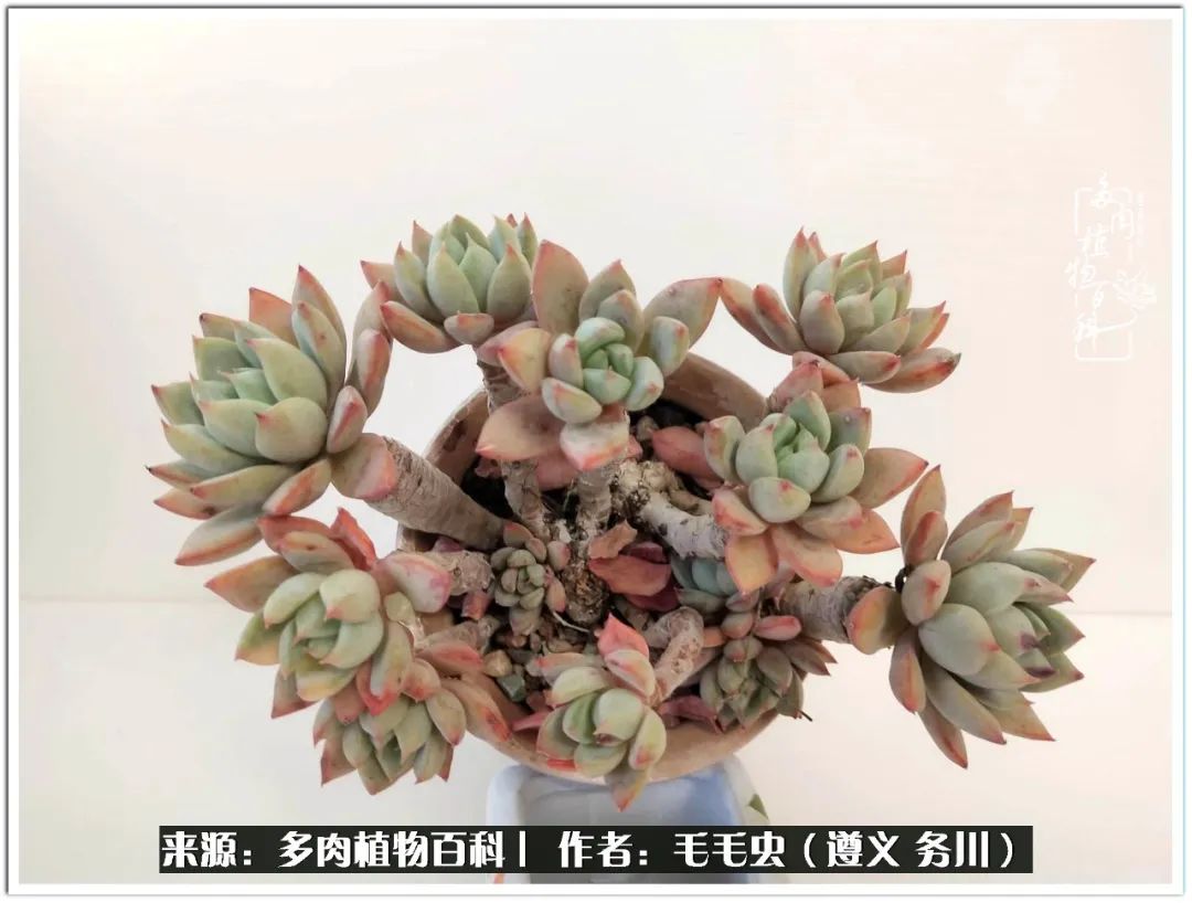 多肉可抵岁月,多肉之花语