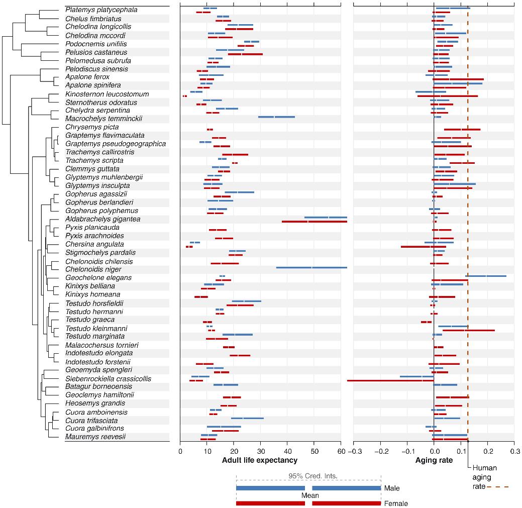 乌龟身体的大秘密,乌龟长寿的奥秘是新陈代谢慢