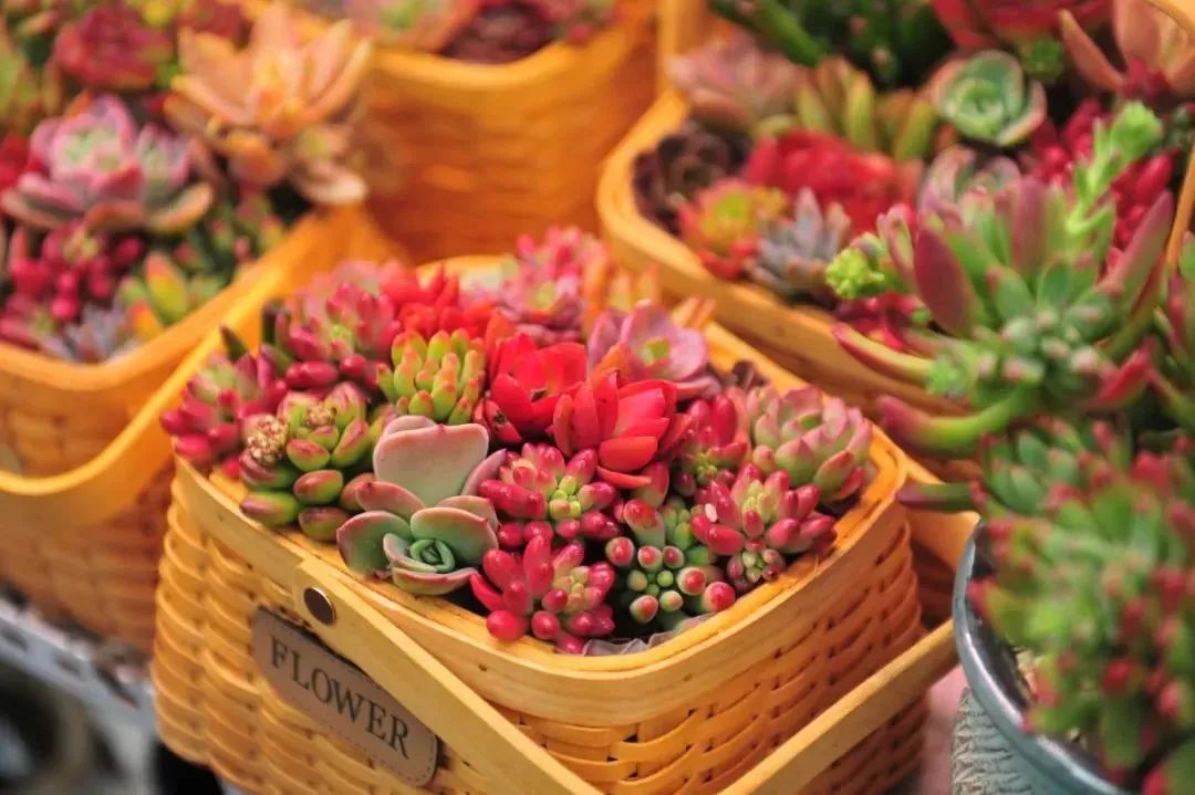 济南春天看花好去处,来济南买金子