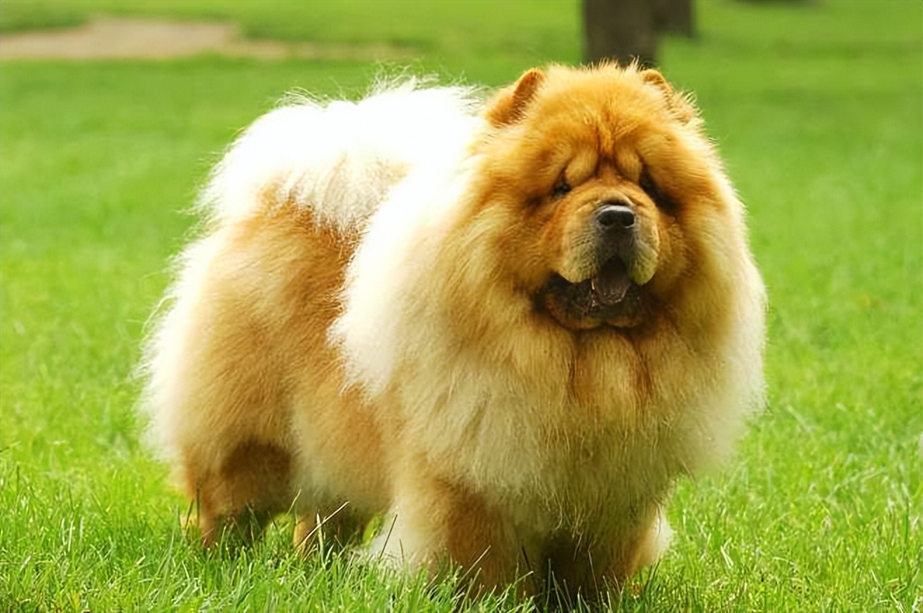 松狮犬白送都不养，太难“驾驭”了