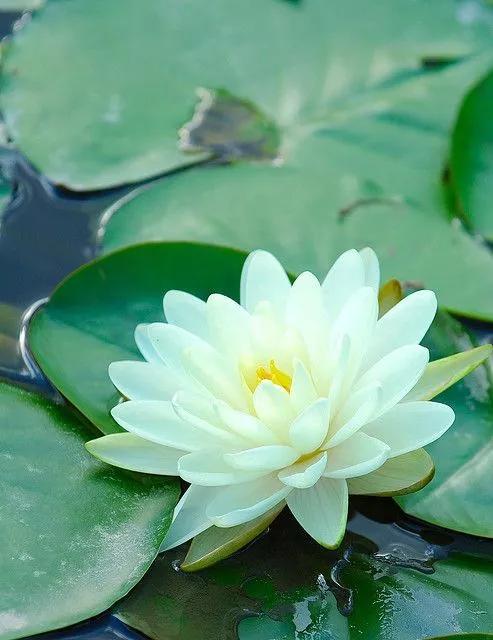 莲花图片大全唯美禅意心境,唯美莲花意境图片静心