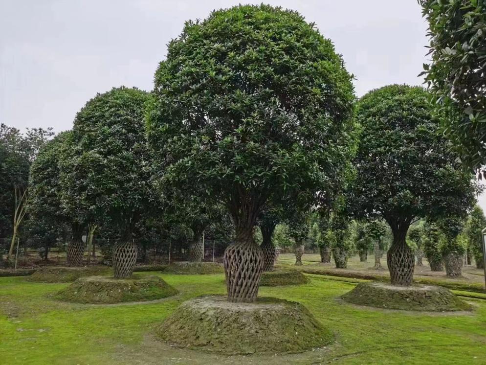 10年后的苗木行情,十年后苗木销路