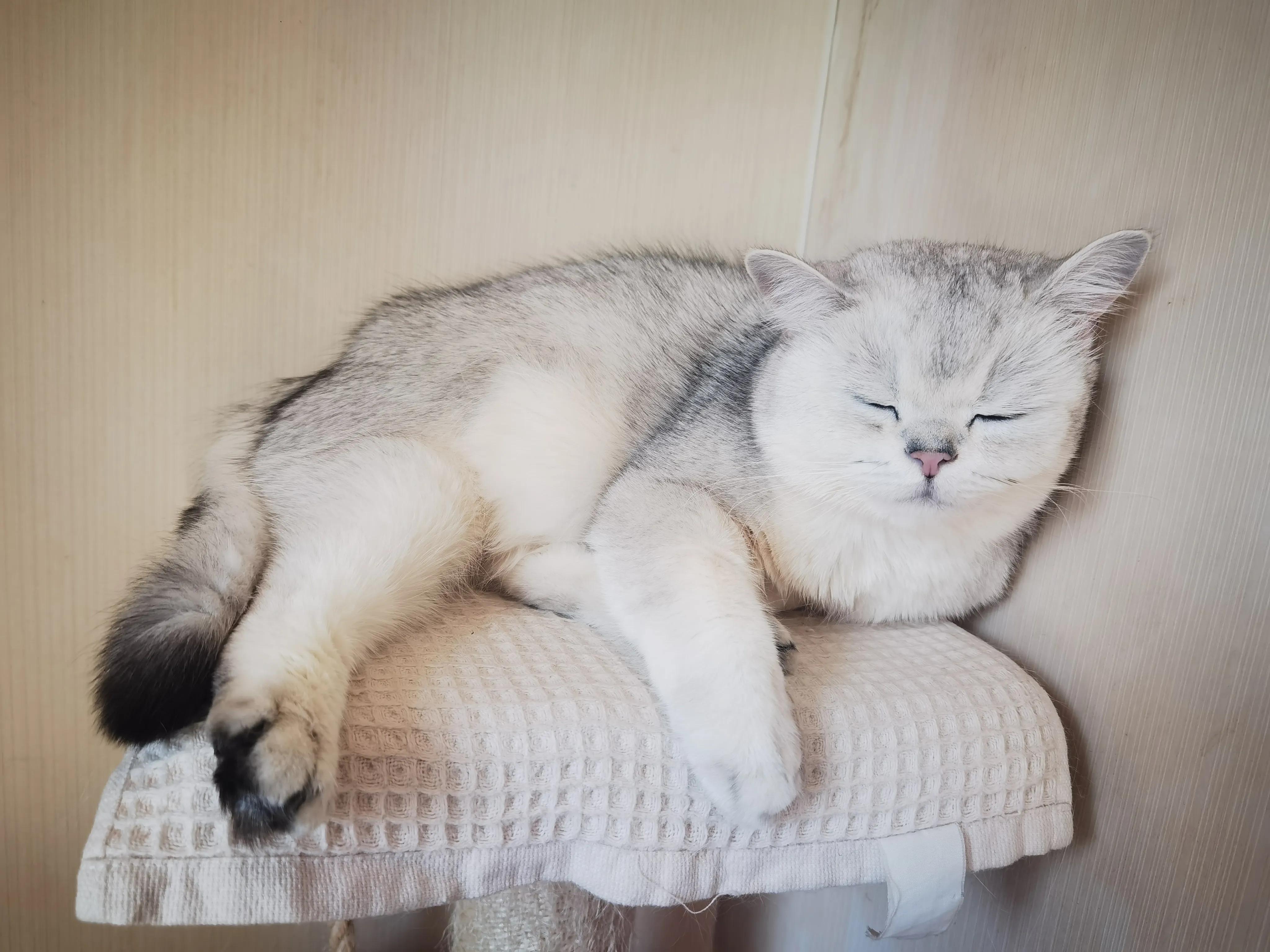 养猫十大麻烦,养猫带来的糟心事你能接受哪些