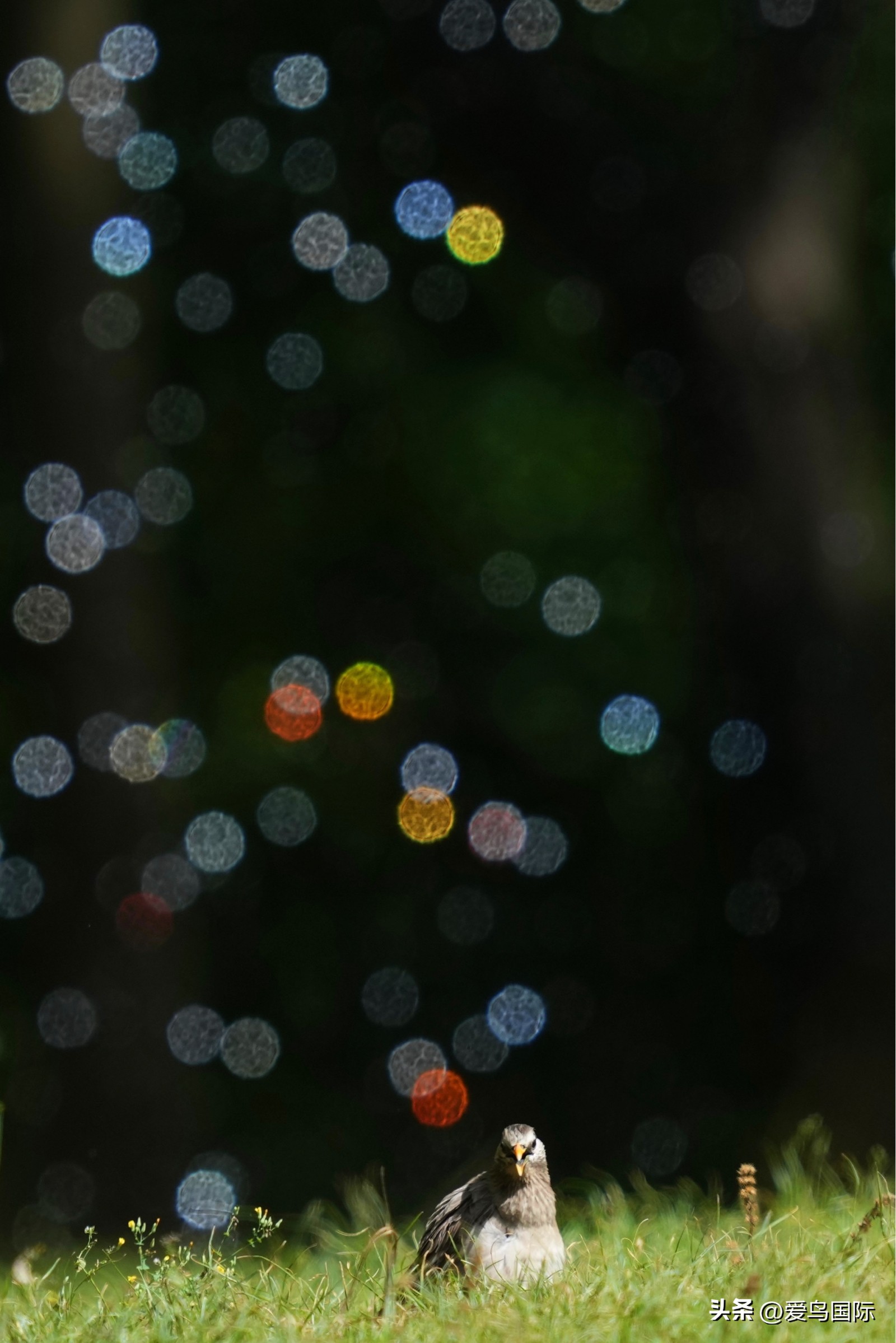 2024观鸟大年,观鸟大年介绍