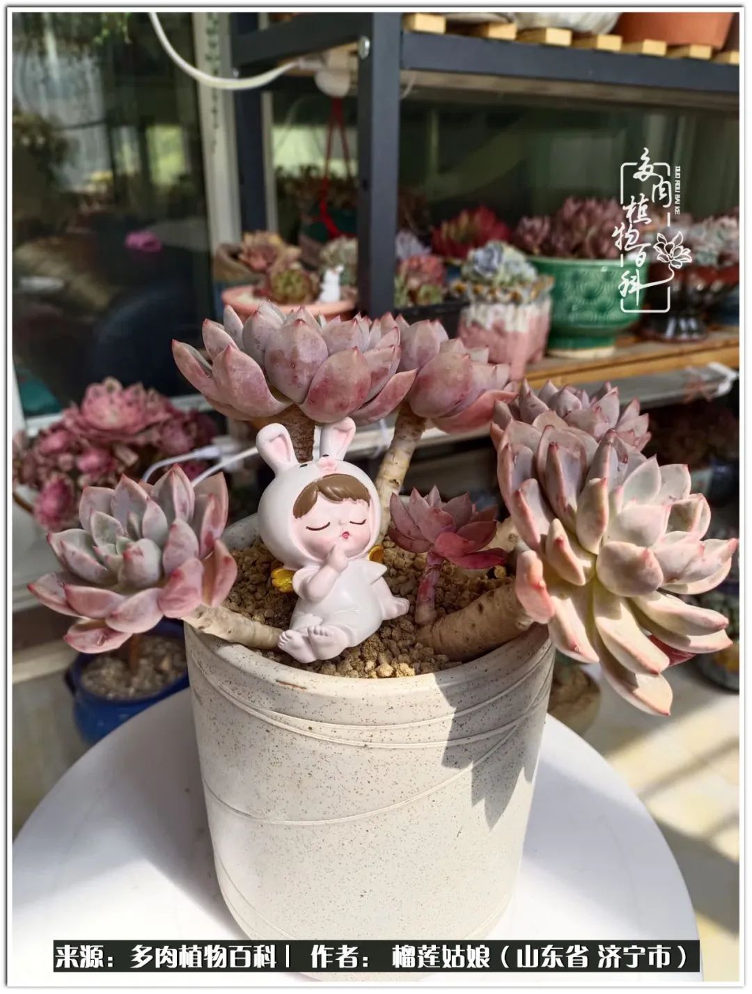 繁花似锦觅安宁淡如流水度一生,繁花似锦觅安宁淡云流水度人生