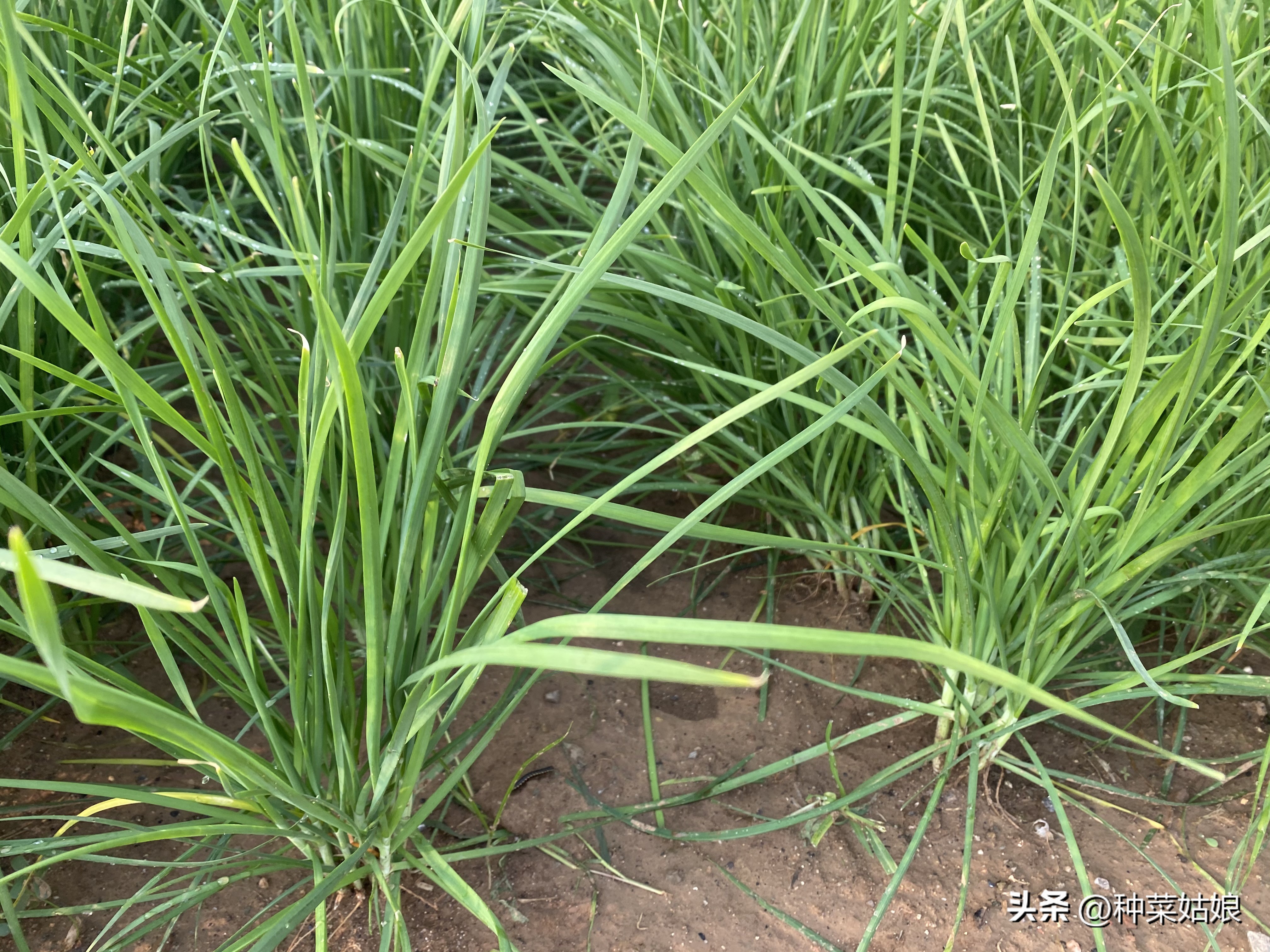 怎样种小葱韭菜,种小葱的地适合种韭菜吗