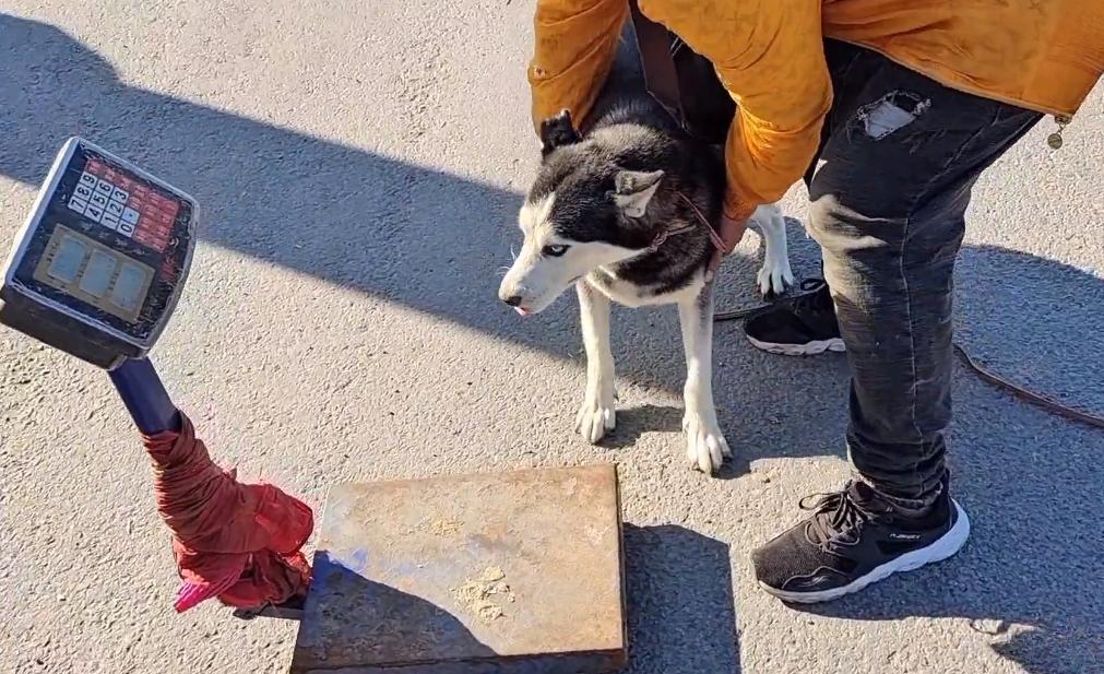 哈士奇遇到狗贩子不敢动,哈士奇被狗贩子带走