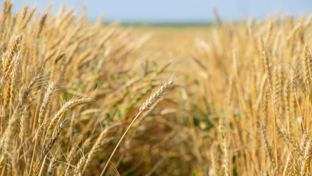 美玉米未来价格,美玉米暴跌利好中国农产品吗