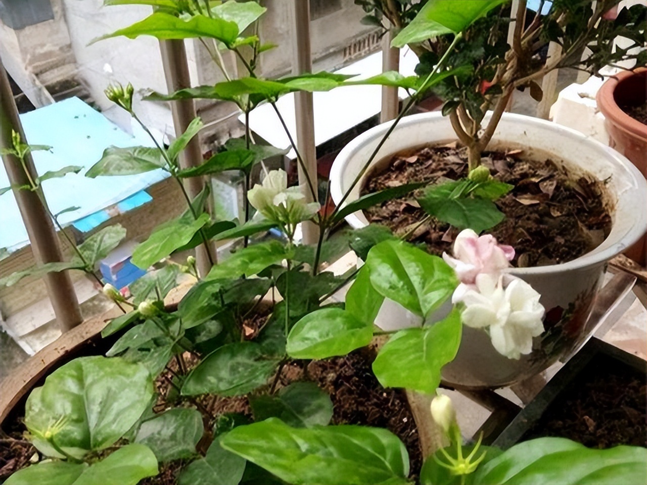 80多岁老爷子为初恋，种了满院的茉莉花，每次花开，都是一种浪漫