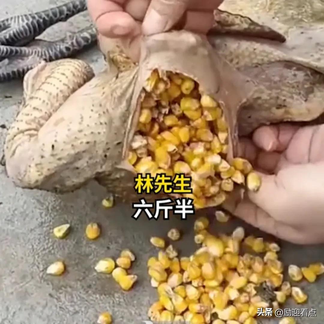 6斤半土鸡胃里塞了一斤多玉米,顾客买6斤半土鸡胃里塞1斤多玉米