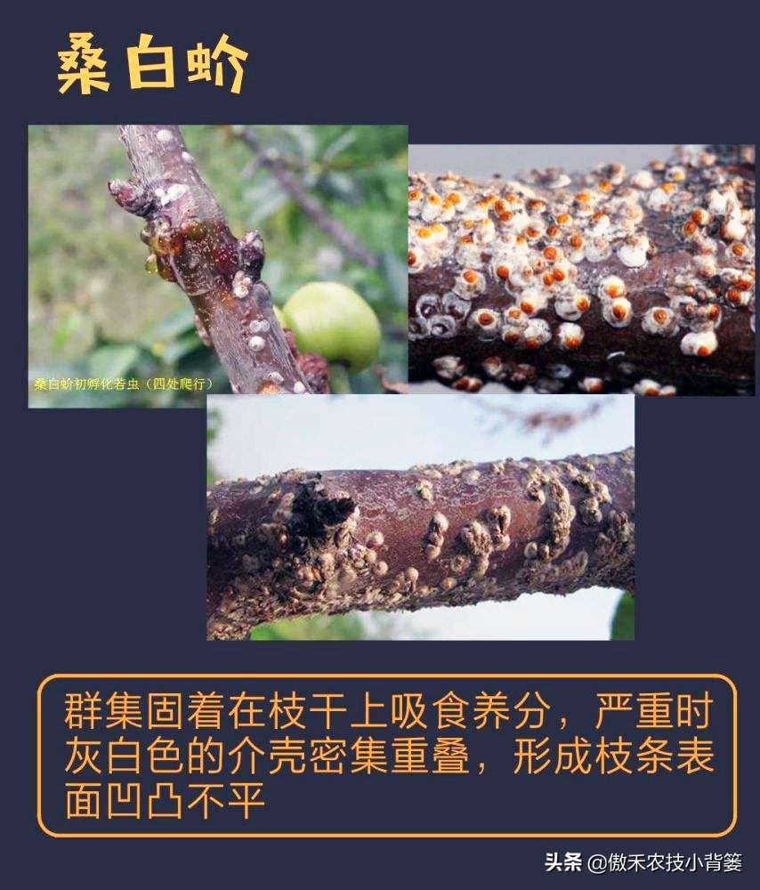 小小昆虫到底多可怕,小小红蜘蛛是什么