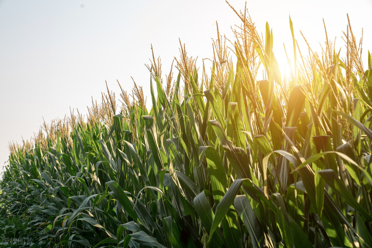 新疆新开垦的荒地种玉米行吗,新疆新手包地种植入门建议