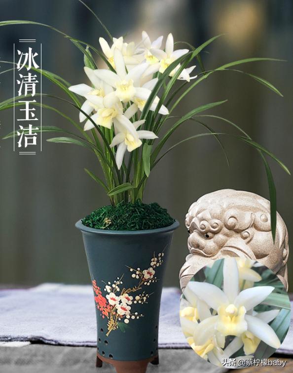 分享五种漂亮花卉,分享一款好看的月季