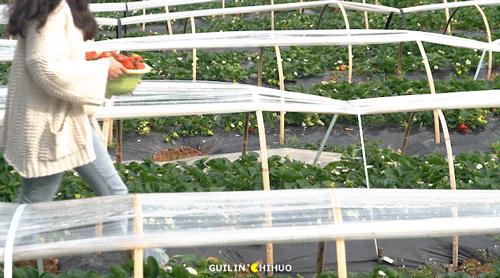 2022桂林周边摘草莓区域,桂林摘草莓的地方