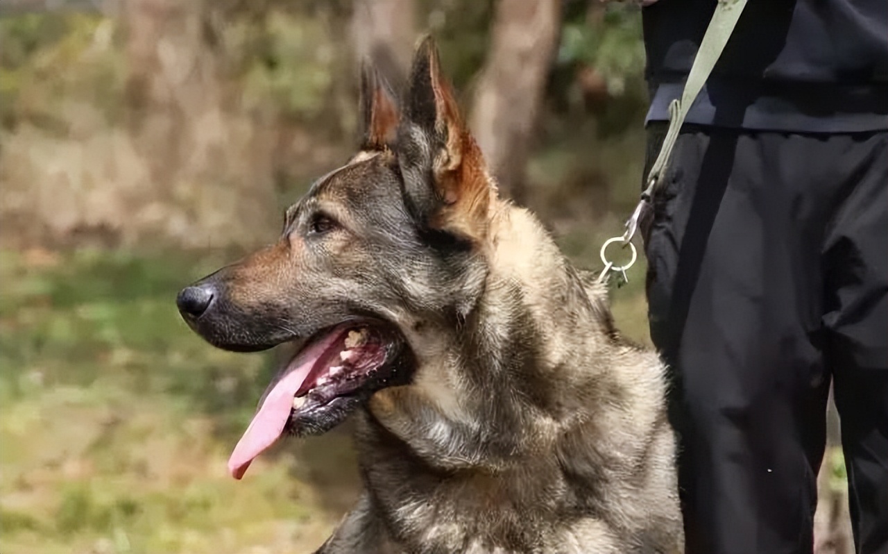 中国本土犬种盘点篇:不输外来犬种