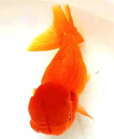 王字虎头金鱼一年可长多少,王字虎头金鱼最早出现在什么时候