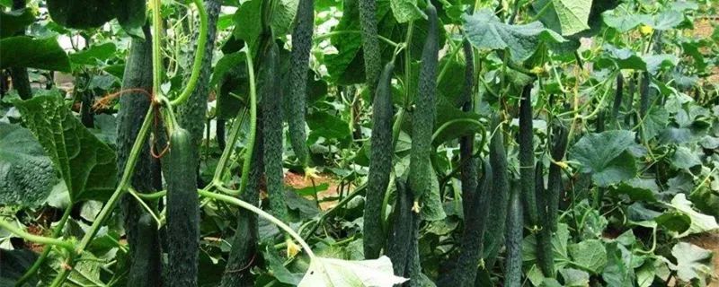 浙江人常吃的蔬菜有哪些,幼儿园常吃的蔬菜有哪些