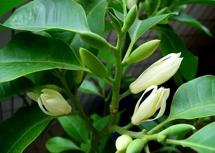 白兰花养护技巧和注意事项,白兰花养护的技巧和方法