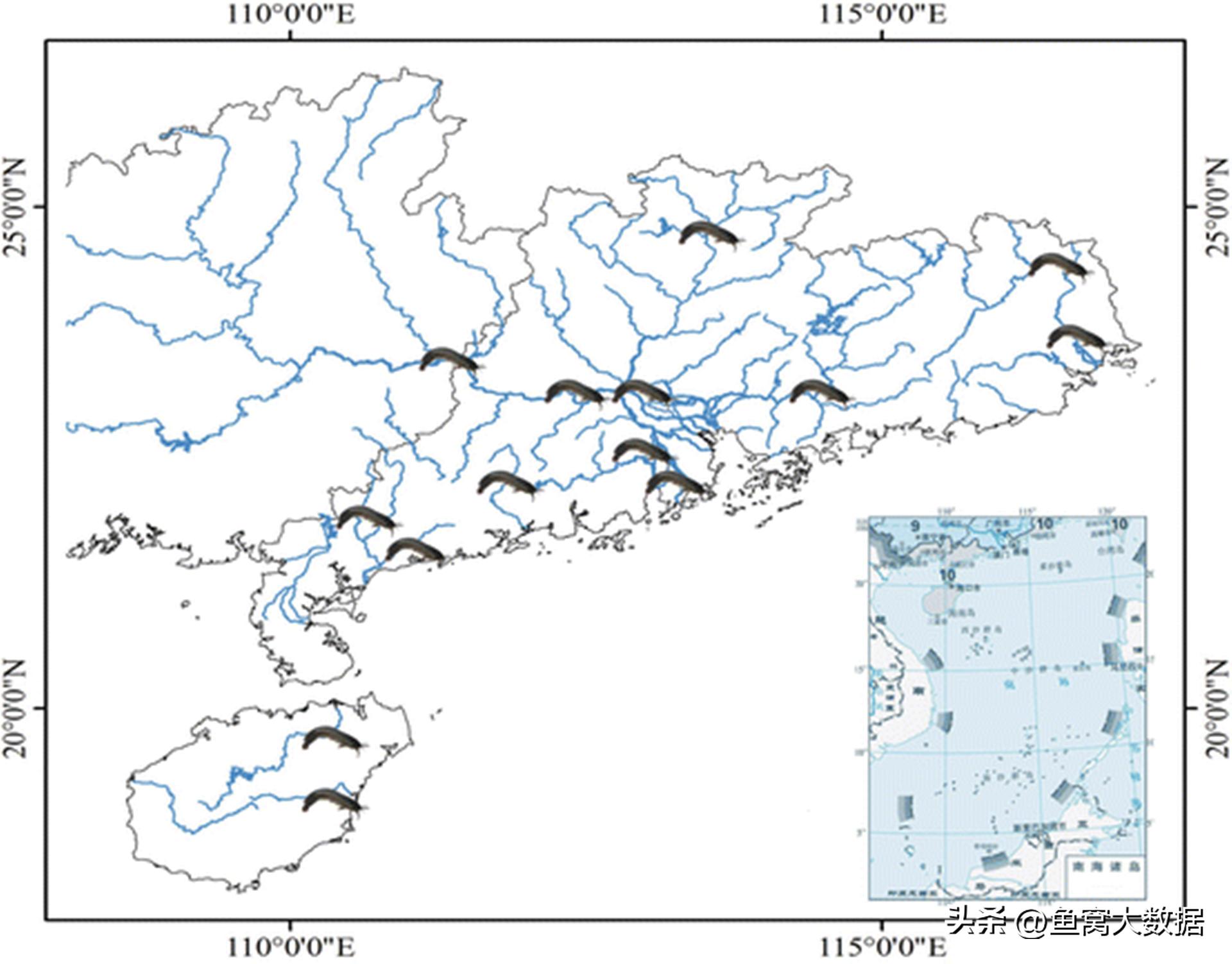 革胡子鲶销声匿迹,革胡子鲶性成熟几年