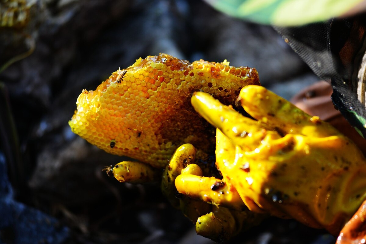 如何知道蜂蜜的真假视频讲解,纯天然蜂蜜0添加真假辨别方法