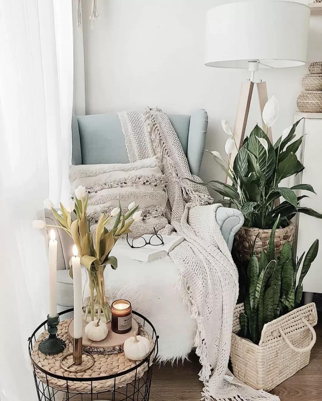 客厅实用盆栽植物有哪些,客厅一般放什么植物盆栽比较好