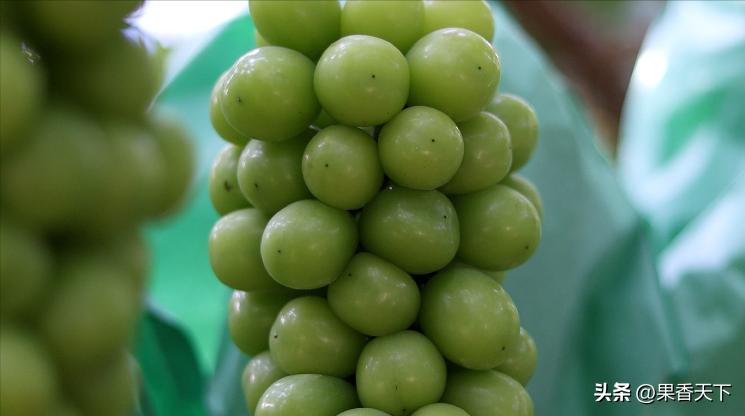 20亩阳光玫瑰卖285万是如何实现的,栽种60亩阳光玫瑰一年收入多少钱