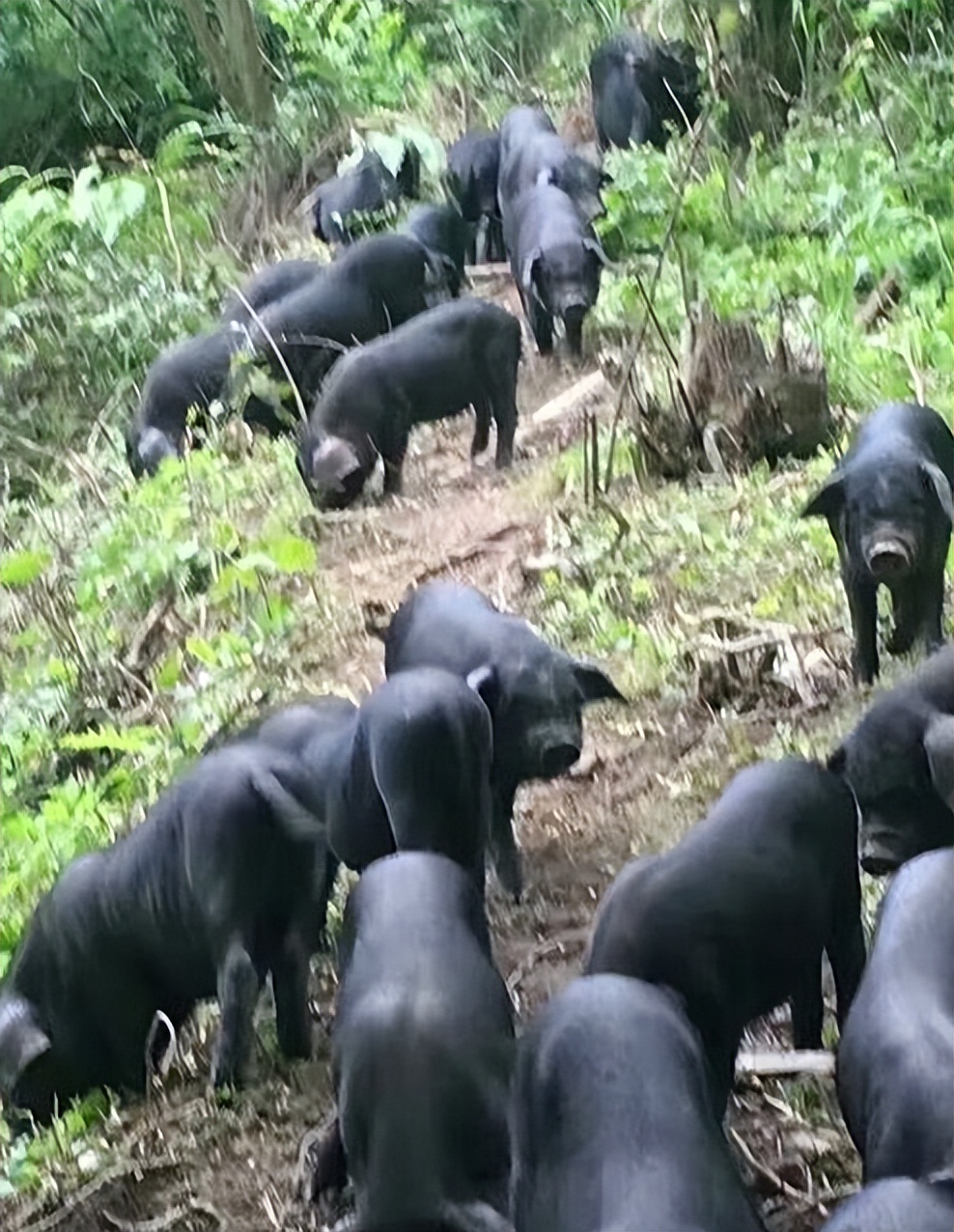 准岳父下跪求他离开女儿，决心创业进深山养鸡16年，带领村民致富