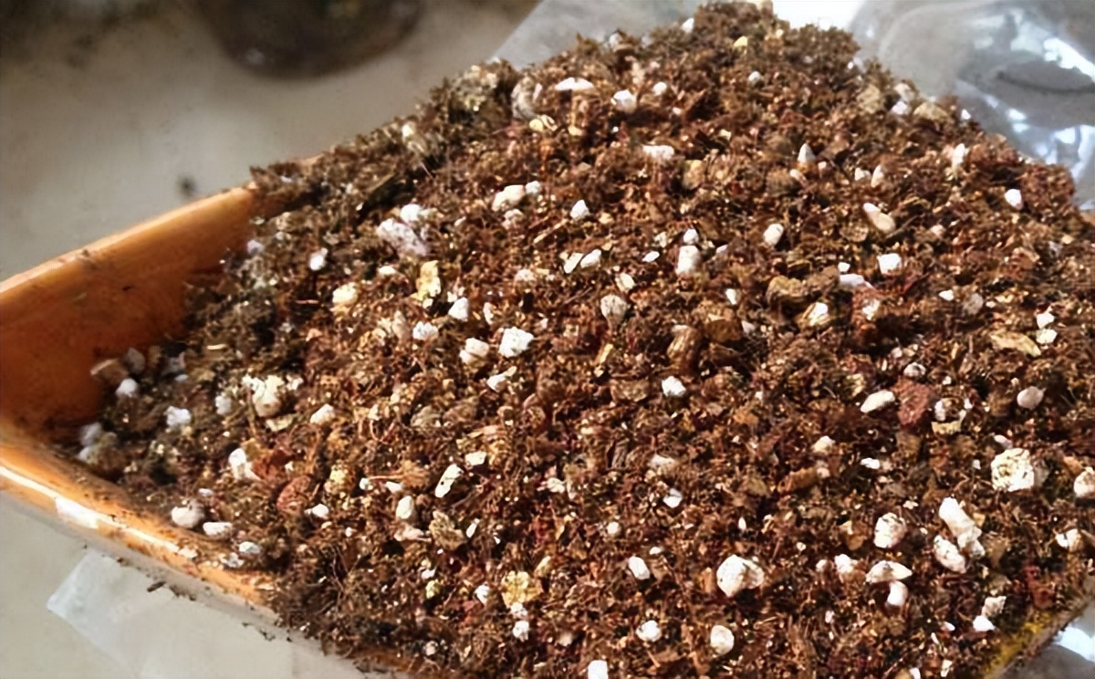 多肉植物存活率多少合适,网购的多肉怎么样快速养好根