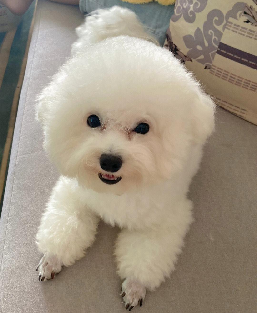 5种宠物店不推荐的狗便宜又好养,这3种狗很可怕有钱都不建议养