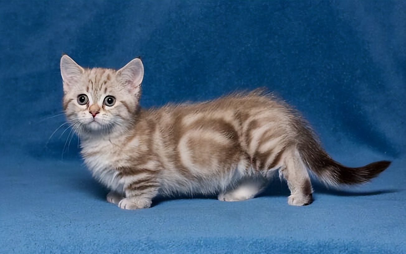 什么品种的猫猫既便宜又好养好看,稀有猫咪品种可饲养