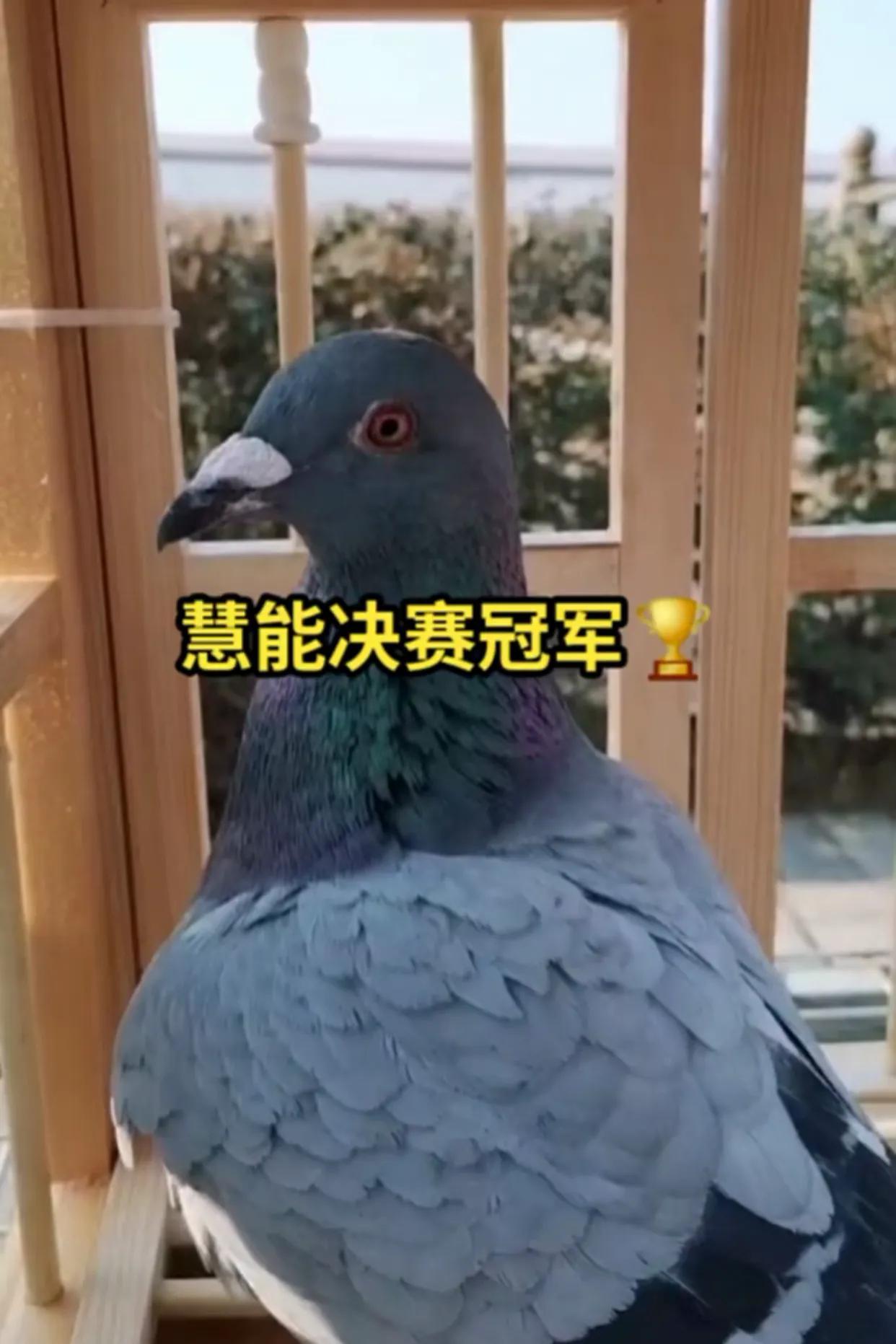 慧能决赛亚军,西安慧能公棚赛