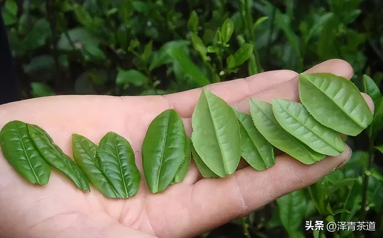 中国最优的十大名茶排名,最新中国十大名茶排名榜