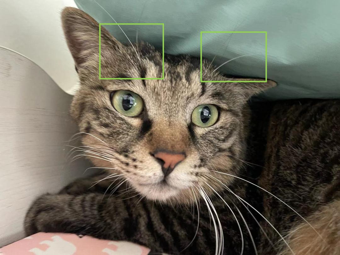 毛森森,观复猫毛森森