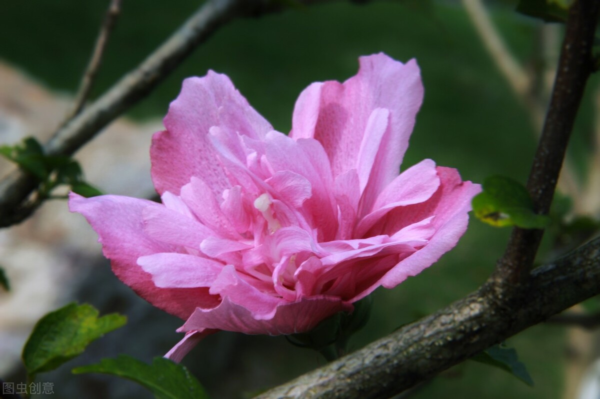 子宫内膜增厚的症状表现有哪些,子宫内膜不好的意思