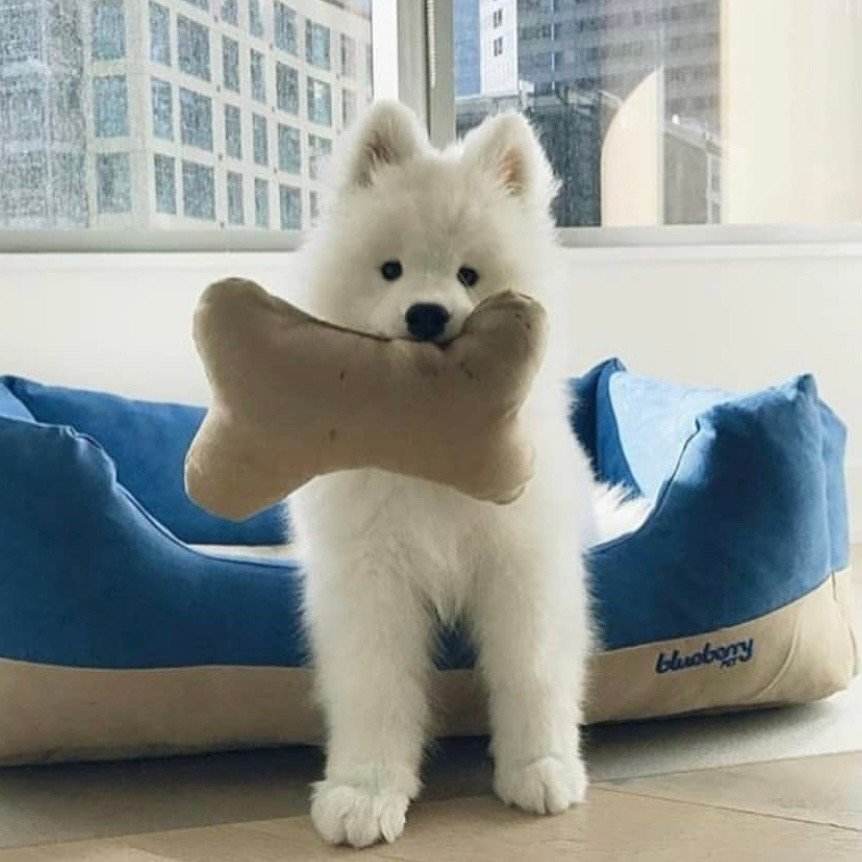 萨摩耶串串幼犬怎么挑选,萨摩耶如何判断是不是串串